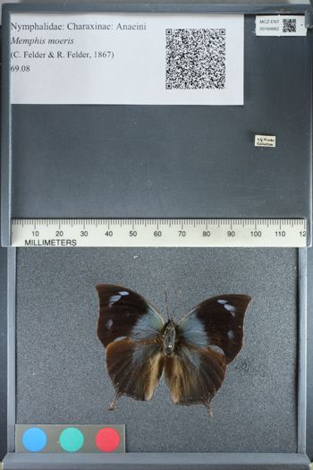 Media type: image;   Entomology 164862
